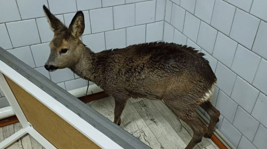 Фото отделения скорой медицинской помощи Столинской центральной районной больницы