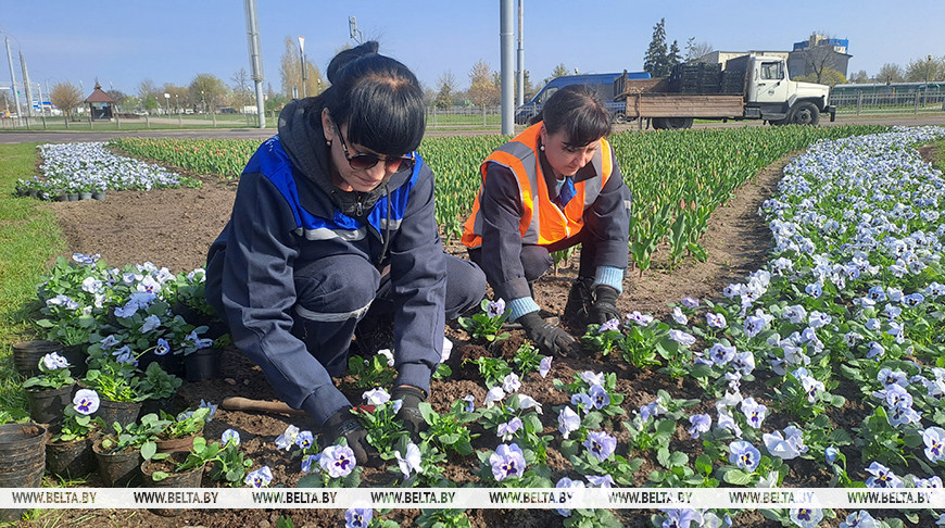 Весенний Брест украсят более 300 тыс. цветов