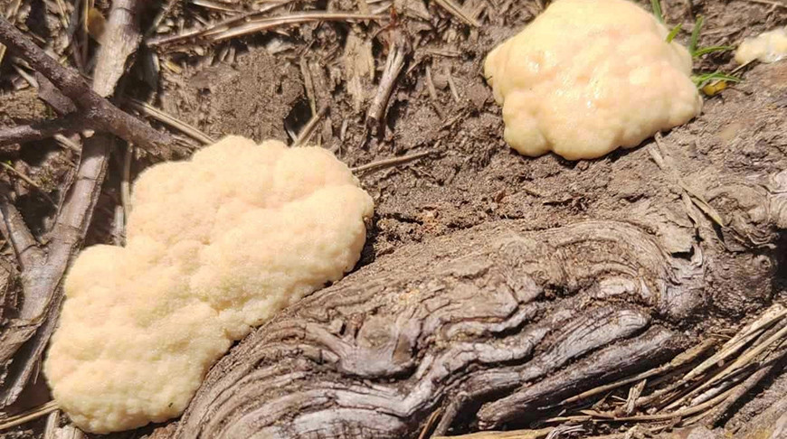 "Лесную зефирку" можно встретить на просторах Беловежской пущи