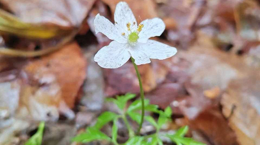 Фото Нацпарка "Беловежская пуща"