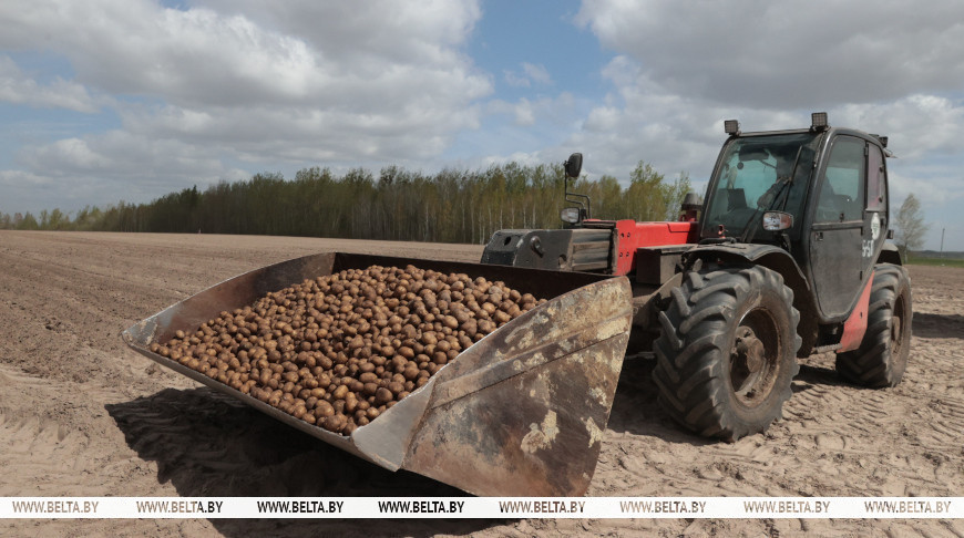 Посадка раннего картофеля идет в крупном сельскохозяйственном предприятии Ивановского района ОАО "Агро-Мотоль"