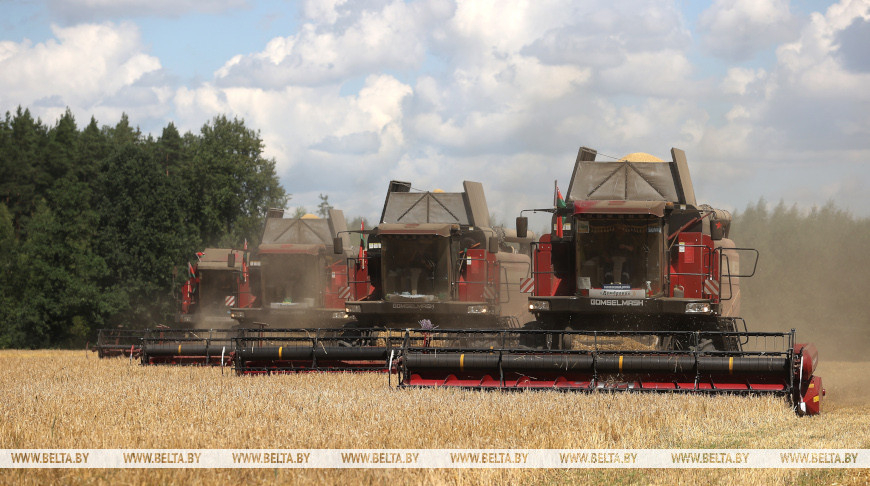 Over 4m tonnes of grain and rapeseed threshed in Belarus
